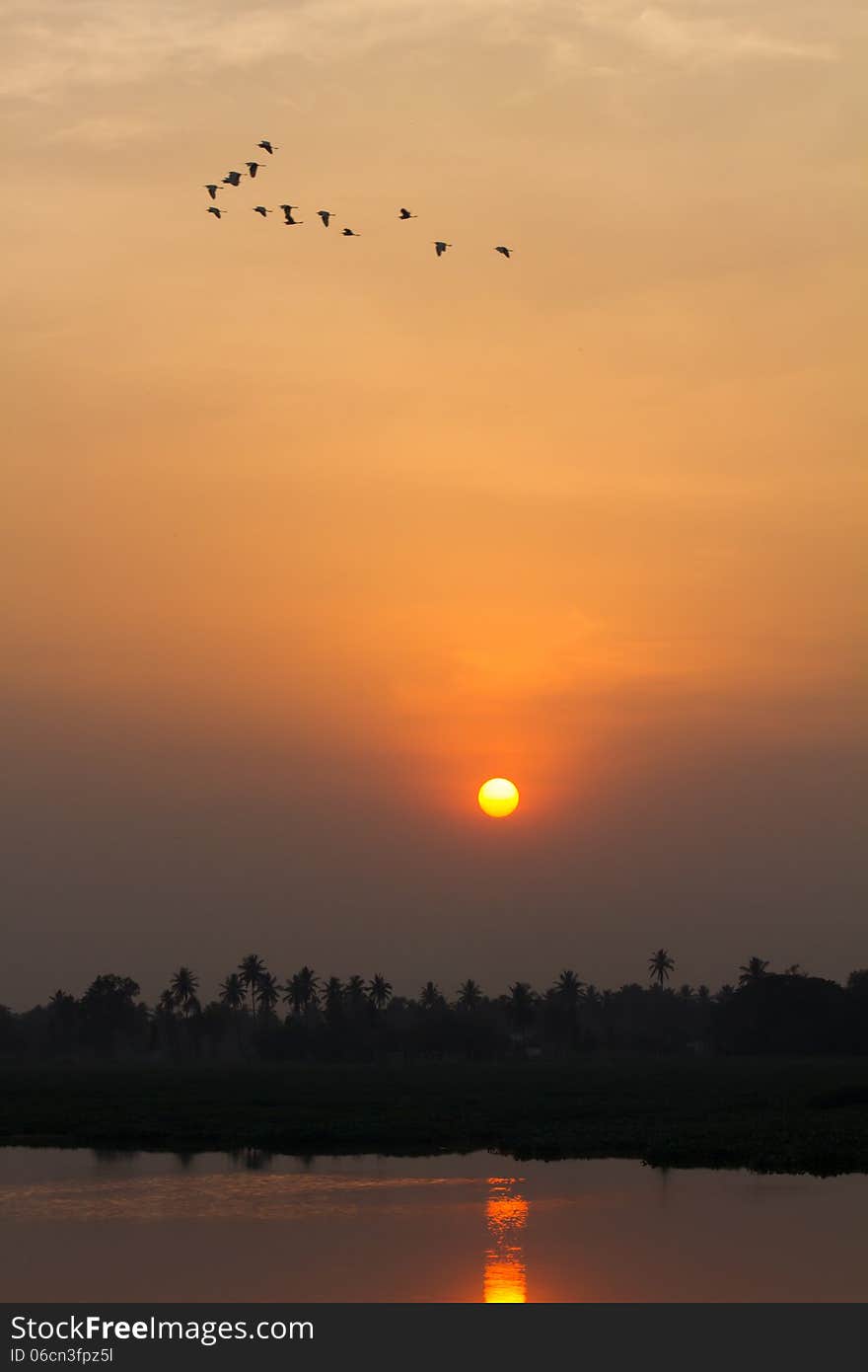 Flock of birds during sunset