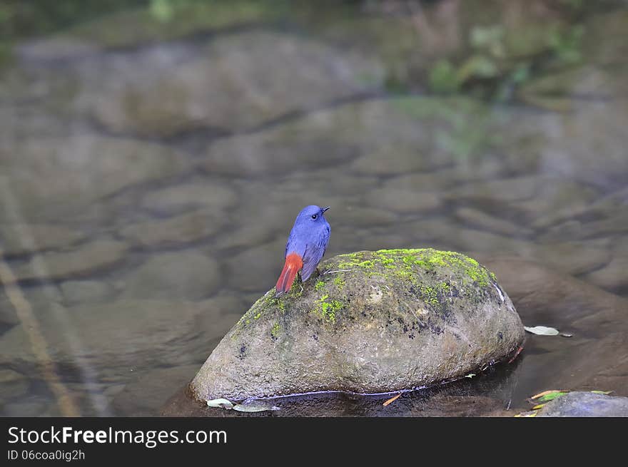 Plumbeous Water Redstart