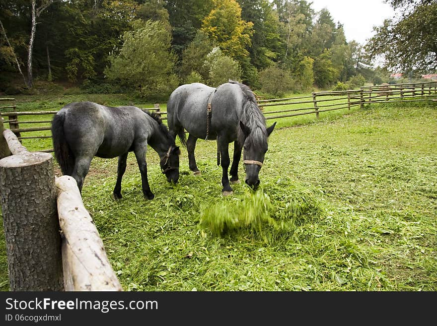 Two gray horses on pasture, horse tosses his head green grass in front of him, horse fence from wooden logs. Two gray horses on pasture, horse tosses his head green grass in front of him, horse fence from wooden logs