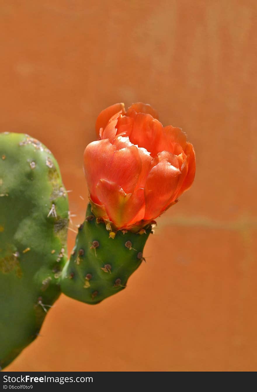 Close up of orange Prickly pears blossom