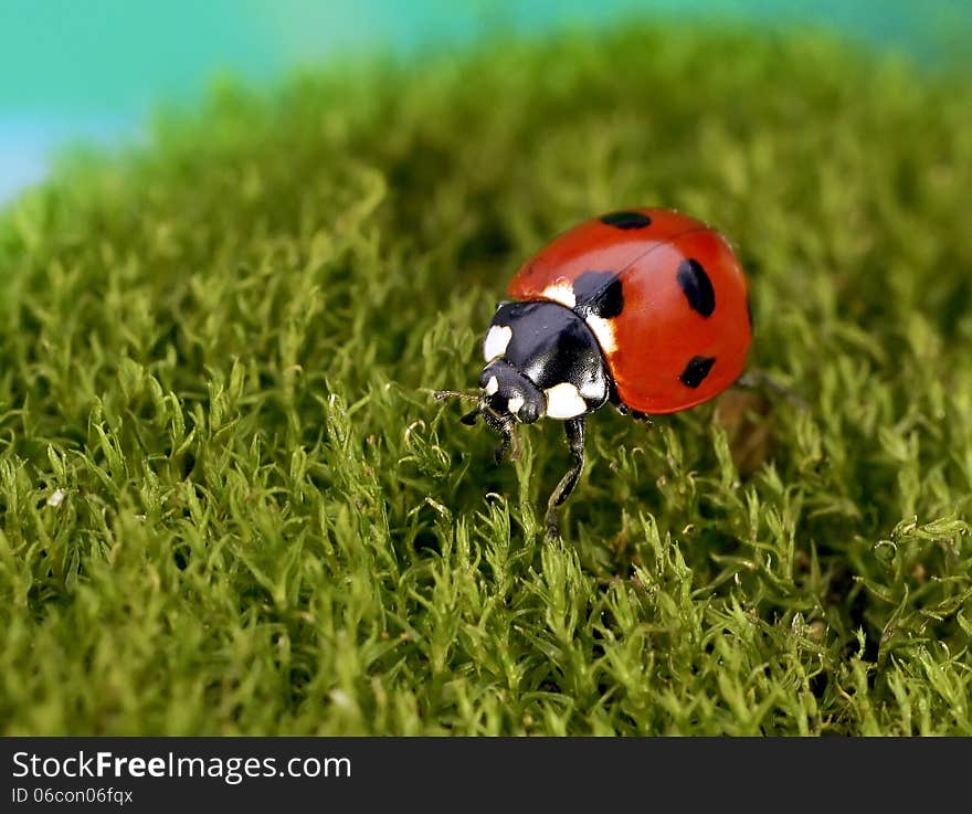 The image of a ladybug sitting on a grass