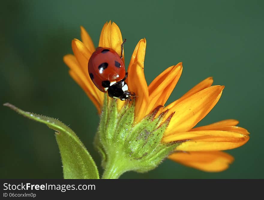 The image of a ladybug sitting on a grass