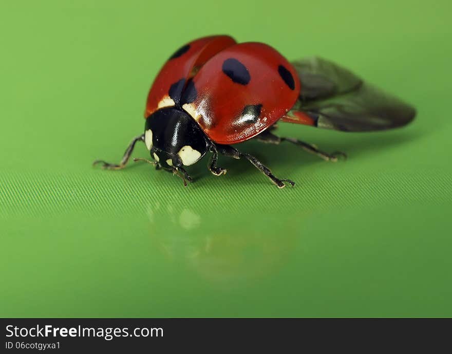 The image of a ladybug sitting on a grass