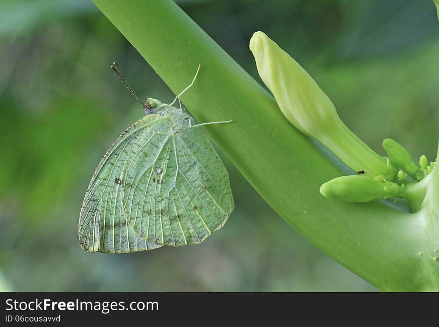 Butterfly in nature. Scientific Name: GCommon Emigrant. Common Name: Catopsilia pomona pomona (Fabriciuos). Butterfly in nature. Scientific Name: GCommon Emigrant. Common Name: Catopsilia pomona pomona (Fabriciuos).