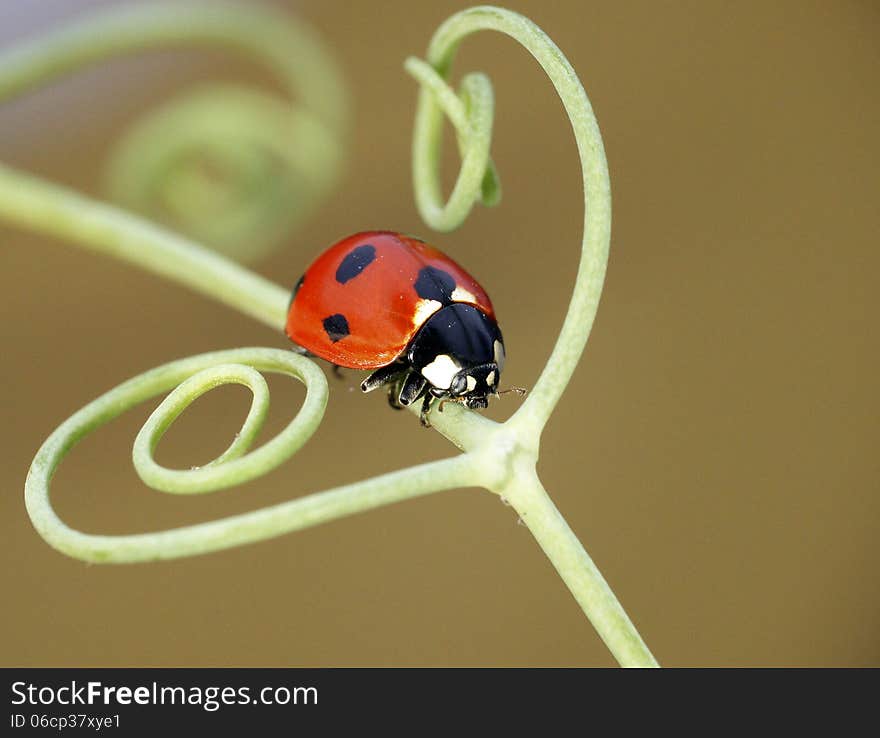 The image of a ladybug sitting on a grass