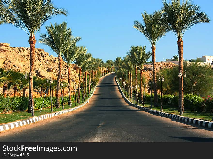 Road among palms Egypt