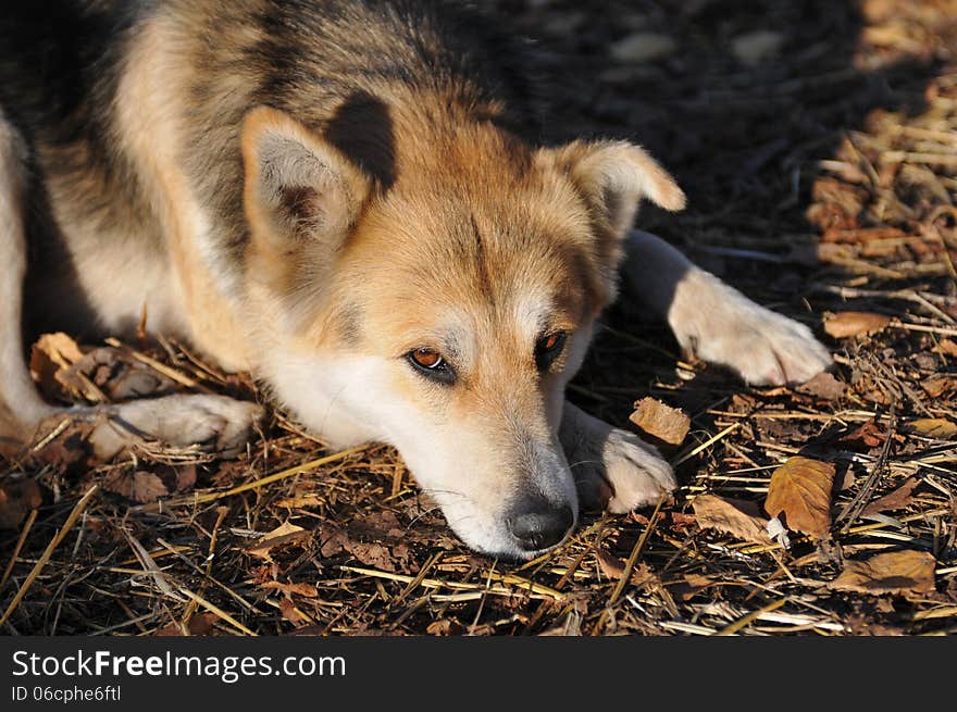 Dog portrait looking at camera. Lie on the ground in autumn.