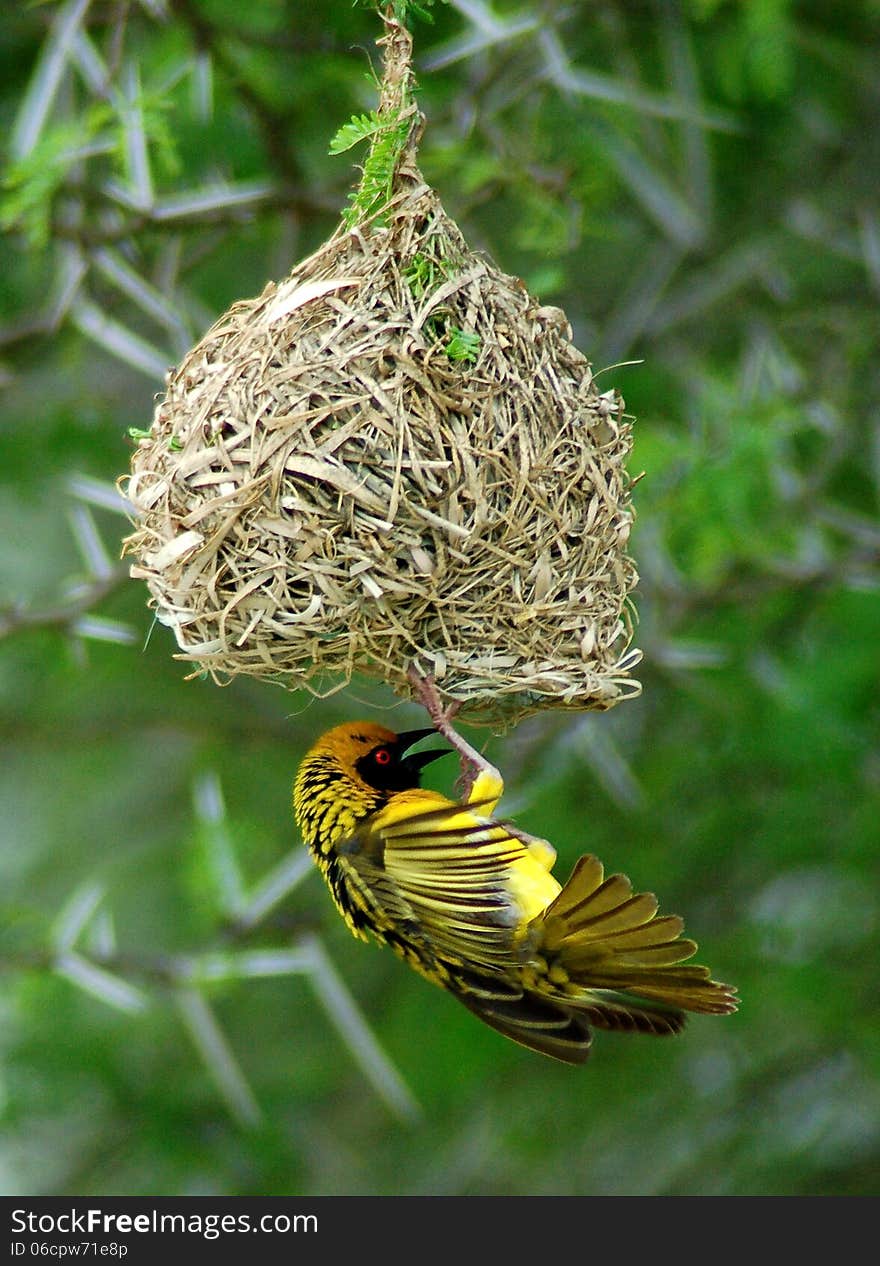 Yellow weaver bird on nest