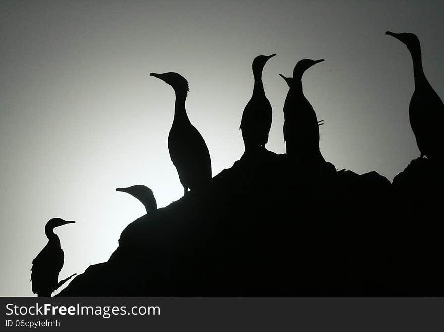 Cormorants silhouette