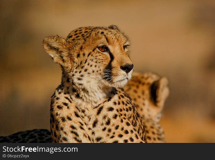 Cheetah close up