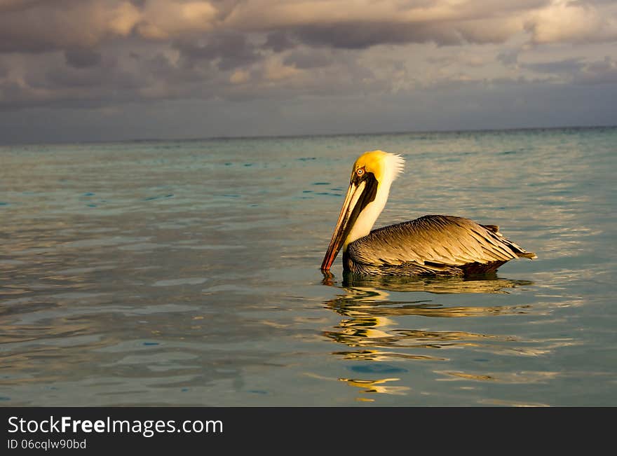 Pelican In The Sea