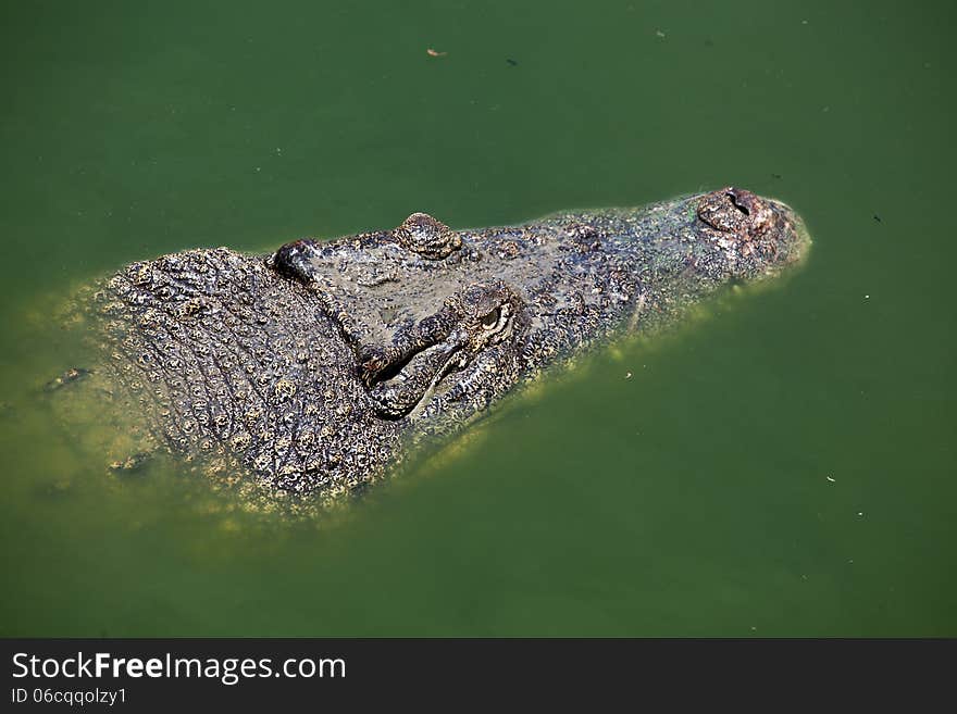 A saltwater indopacific crocodile in water