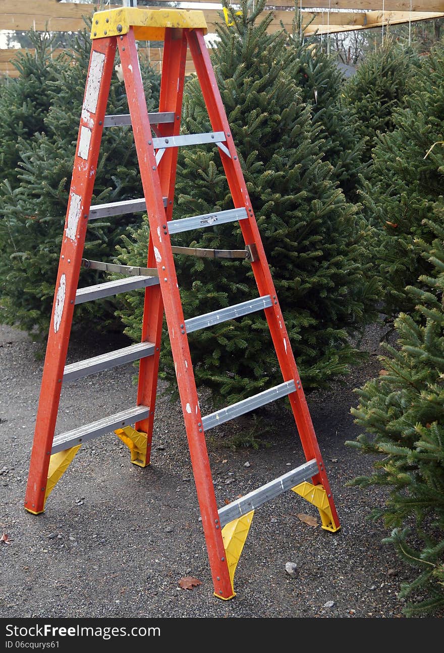 A ladder next to fresh cut Christmas trees for sale at a local farmer's market