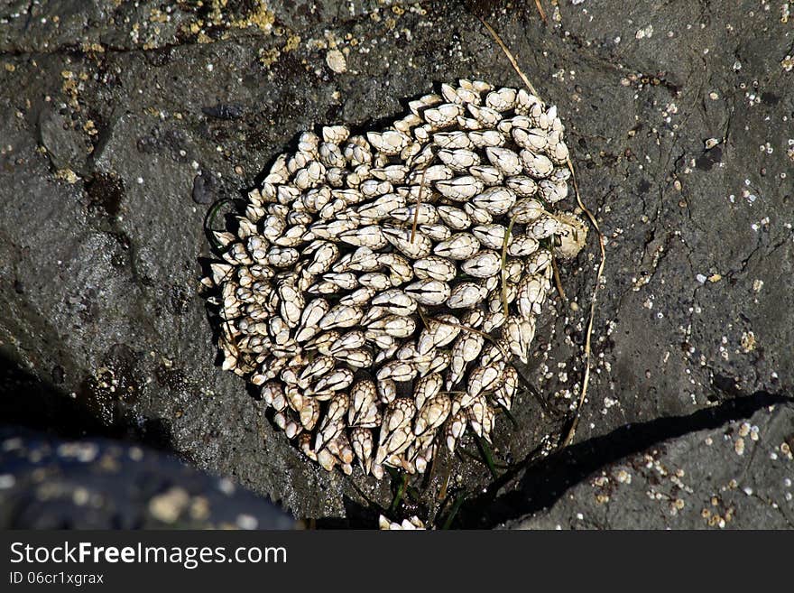 A cluster of Gooseneck Barnacles on rock at a tidepool along the Redwood coast in northern California. A cluster of Gooseneck Barnacles on rock at a tidepool along the Redwood coast in northern California.