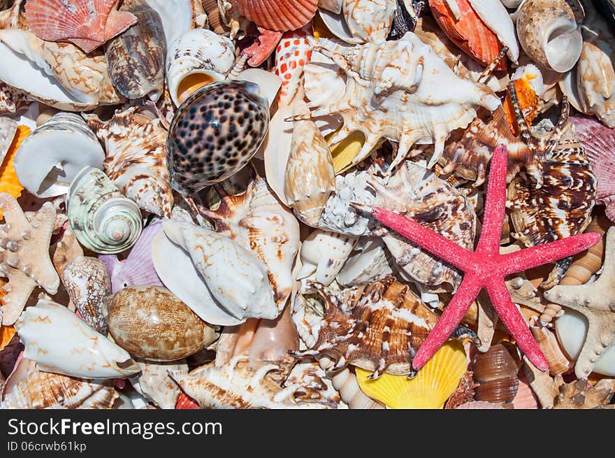 Pile of shells of mediterranean sea. Pile of shells of mediterranean sea