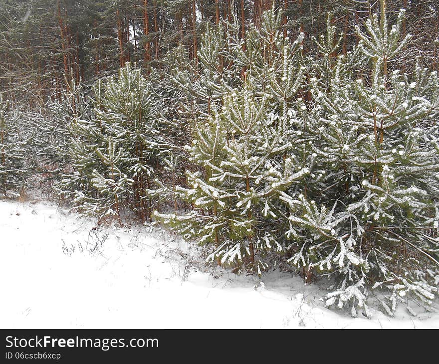 Christmas trees under the snow in the forest