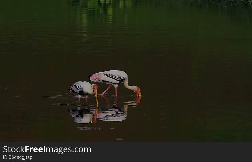 Footage of Painted Storks (Mycteria leucocephala) fishing in the muddy water of a pond. Footage of Painted Storks (Mycteria leucocephala) fishing in the muddy water of a pond