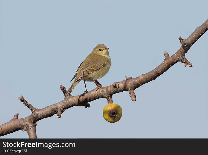 Willow warbler &x28;phylloscopus trochilus&x29;.