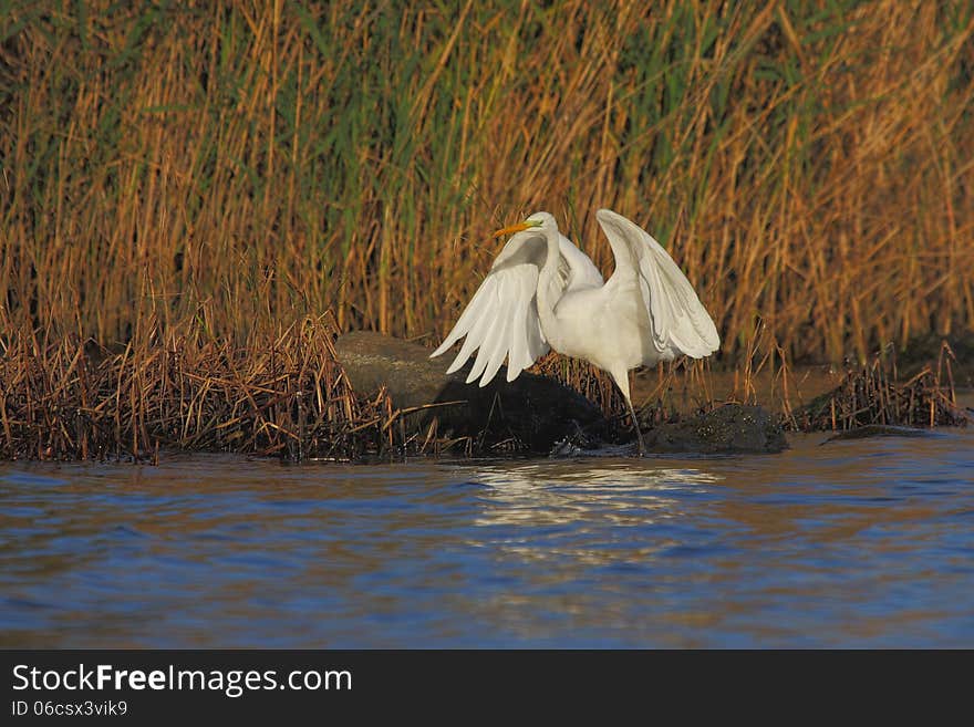 Great Egret &x28;Ardea alba&x29;.