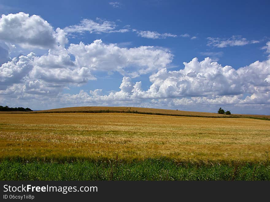 Wheat field with beautiful clouds formation agriculture background image