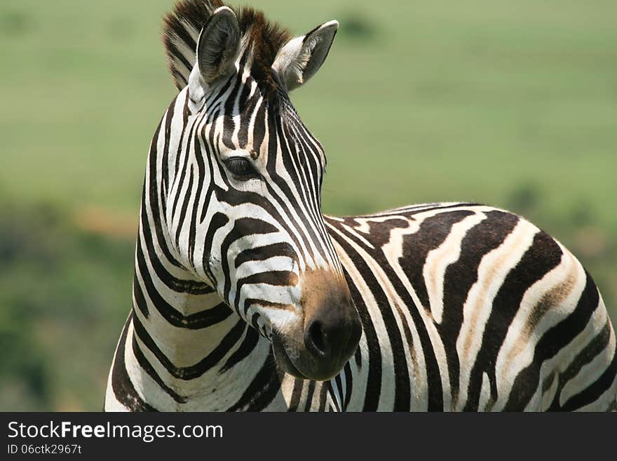 Close up of a healthy young black and white striped Burchell's Zebra ( Equus quagga burchellii ) showing typical brown shadow lines - set against a green background. Close up of a healthy young black and white striped Burchell's Zebra ( Equus quagga burchellii ) showing typical brown shadow lines - set against a green background.