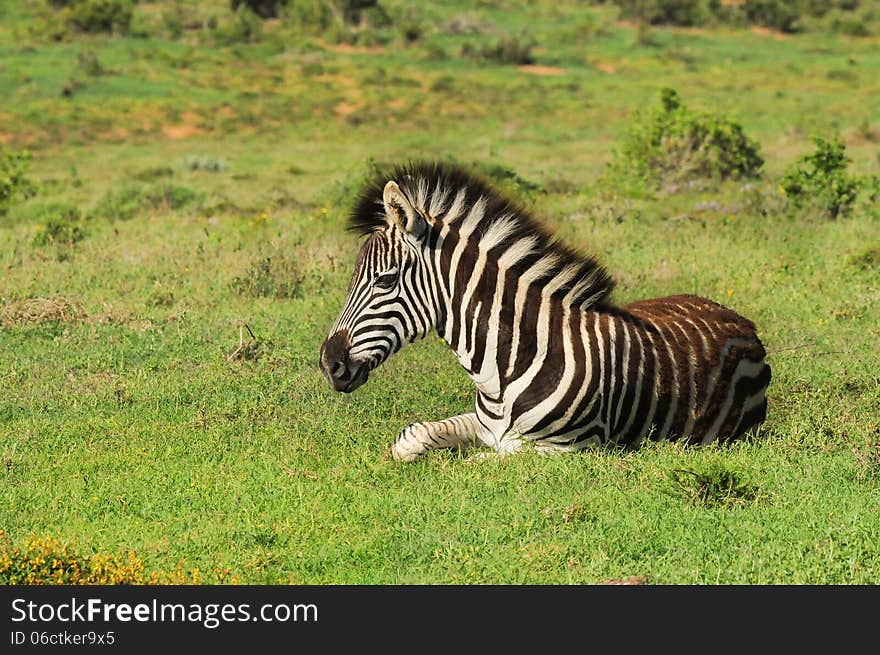 A young Burchell's zebra colt ( Equus quagga burchellii ) lying resting in grass at Addo Elephant National Park in South Africa. A young Burchell's zebra colt ( Equus quagga burchellii ) lying resting in grass at Addo Elephant National Park in South Africa.