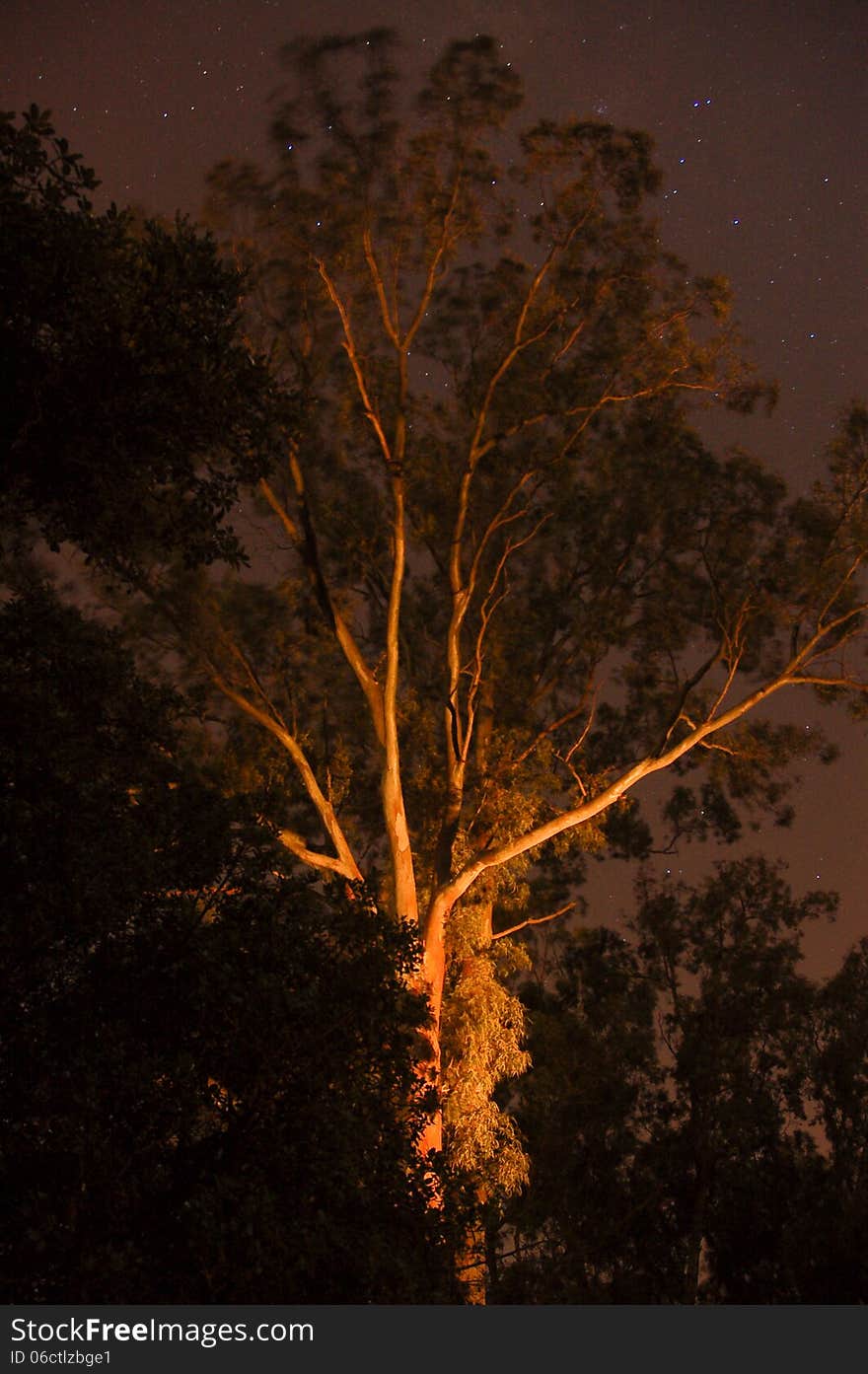 Ghostly gum tree at night