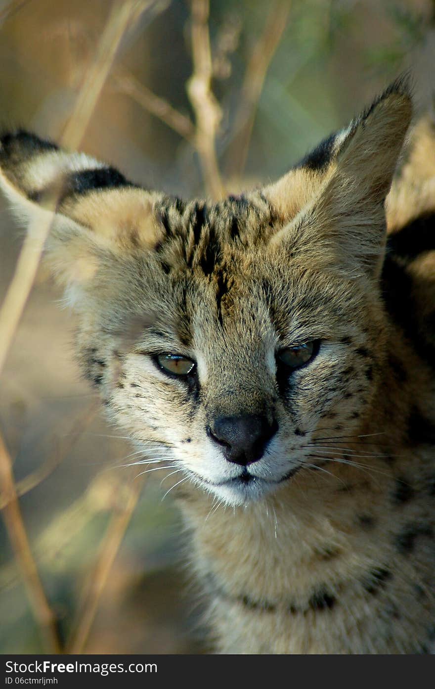 Serval Leptailurus Serval