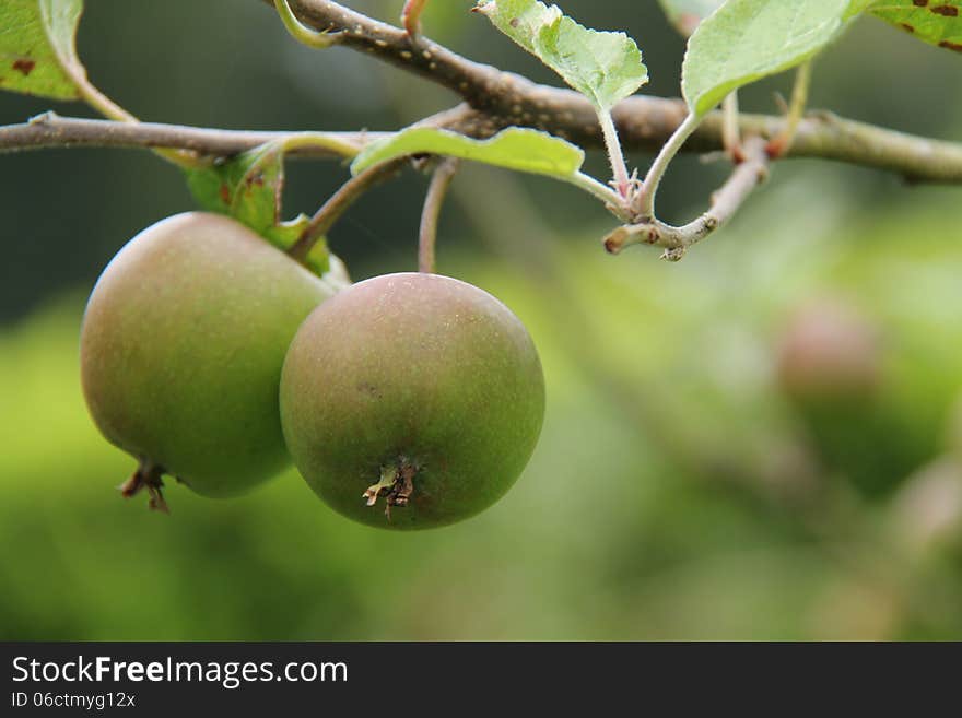 A Pair of Apples Growing on a Fruit Tree. A Pair of Apples Growing on a Fruit Tree.