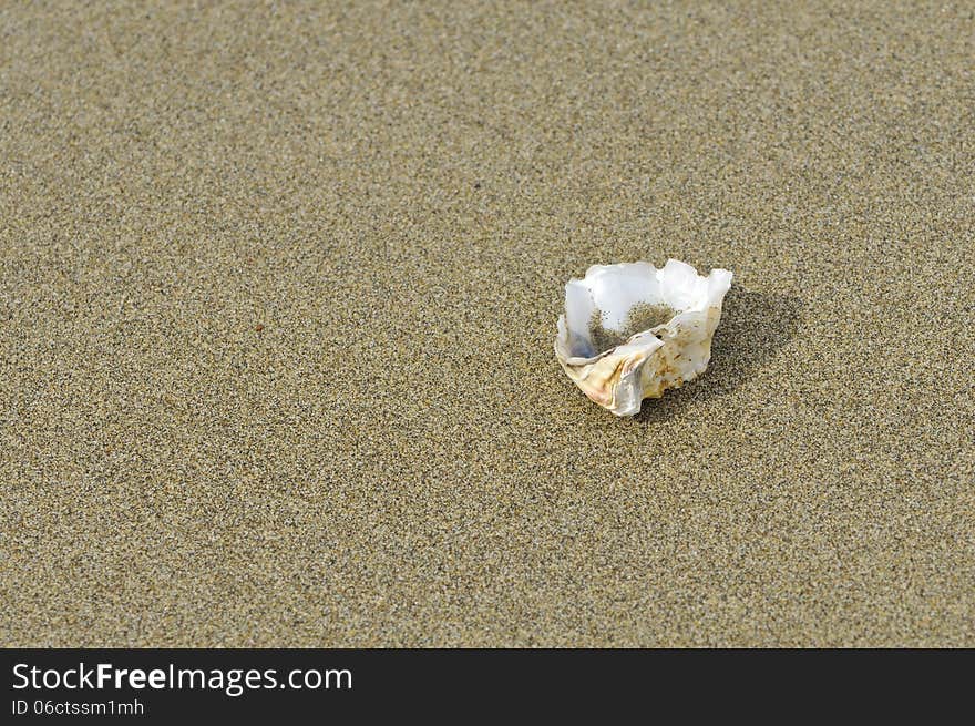 The sea shell after tides scour has pearly luster. The sea shell after tides scour has pearly luster.