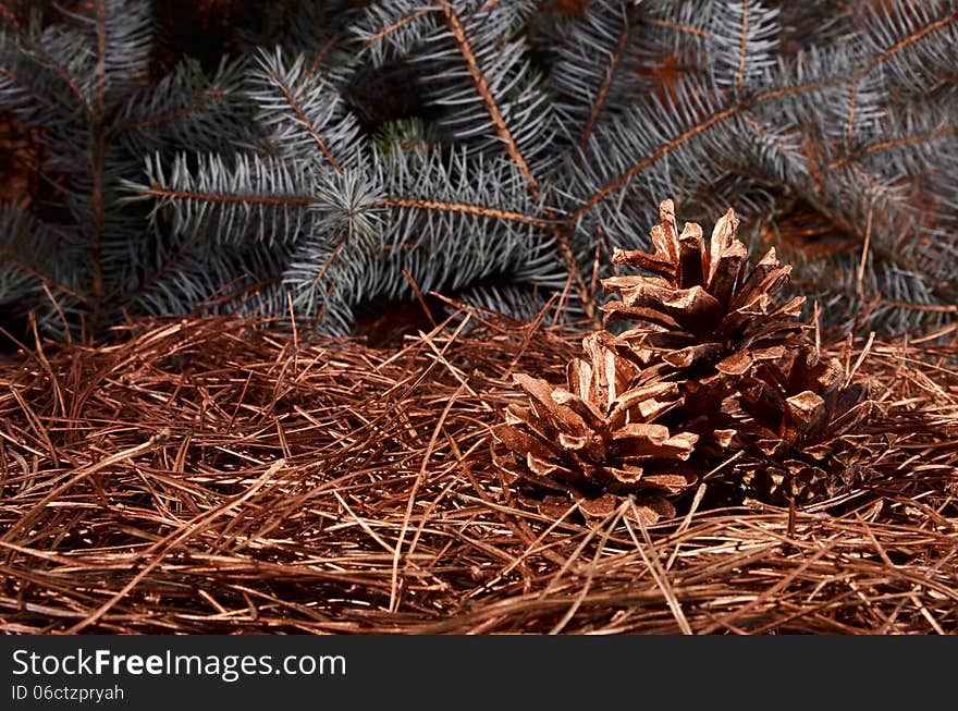 New Year`s composition of a pine cones and pine needles