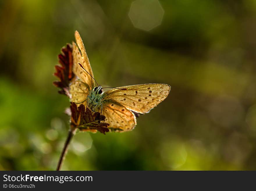 Closeup butterfly of common blue