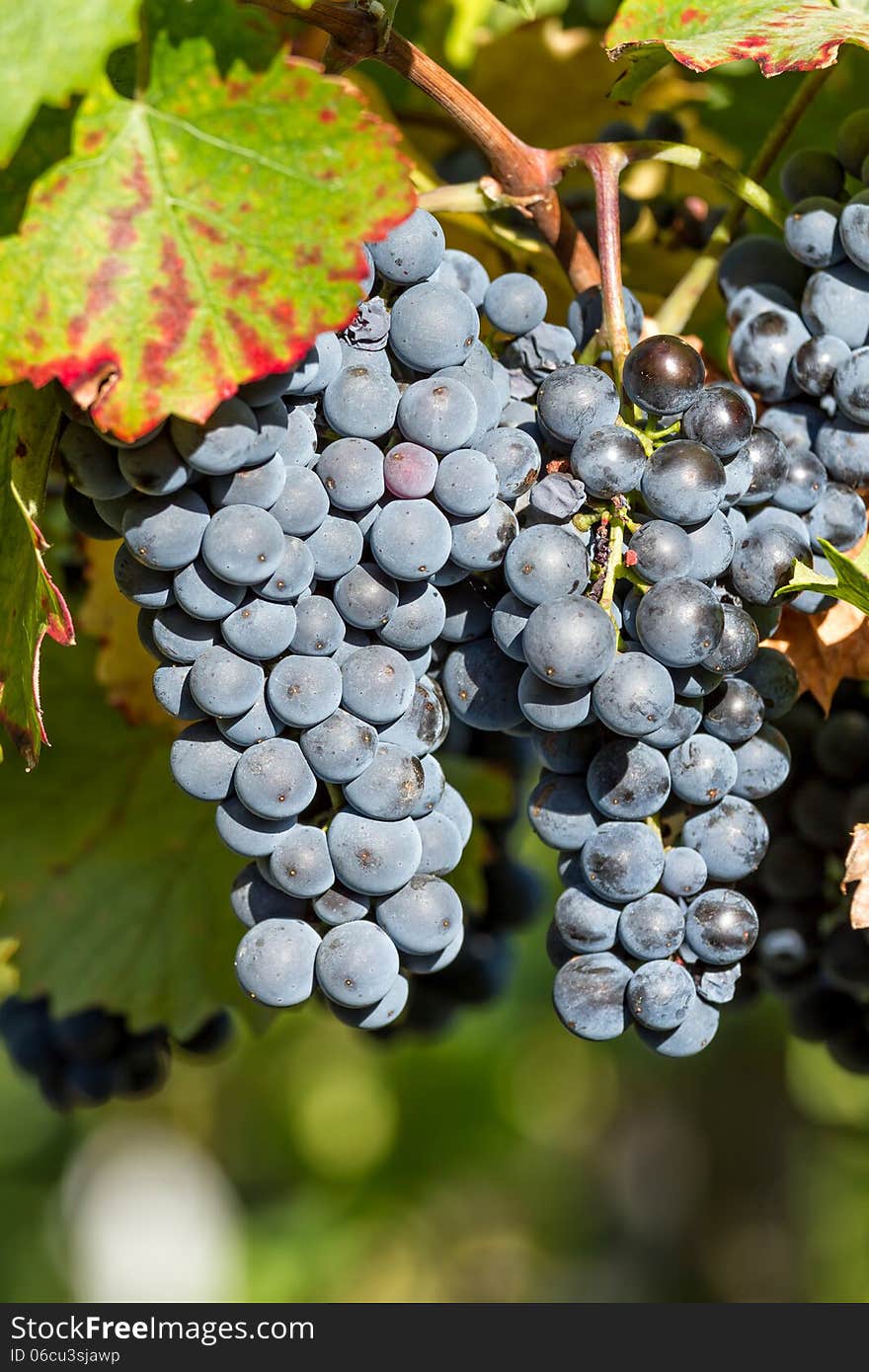 Fine bunch of blue grapes