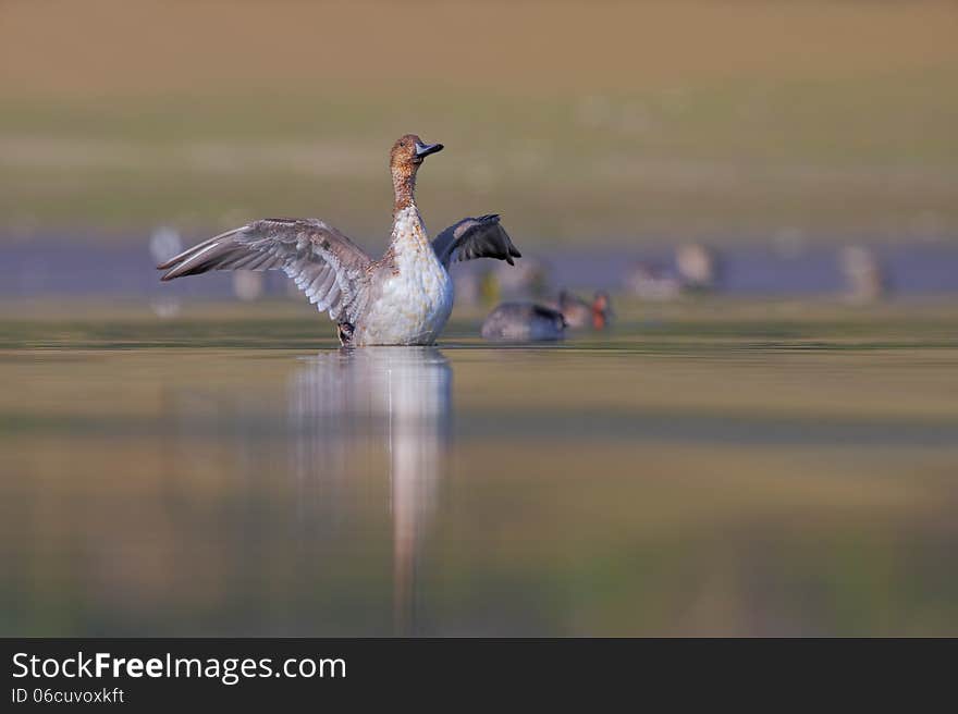 Common Pochard (Aythya ferina) waving his wings. Common Pochard (Aythya ferina) waving his wings