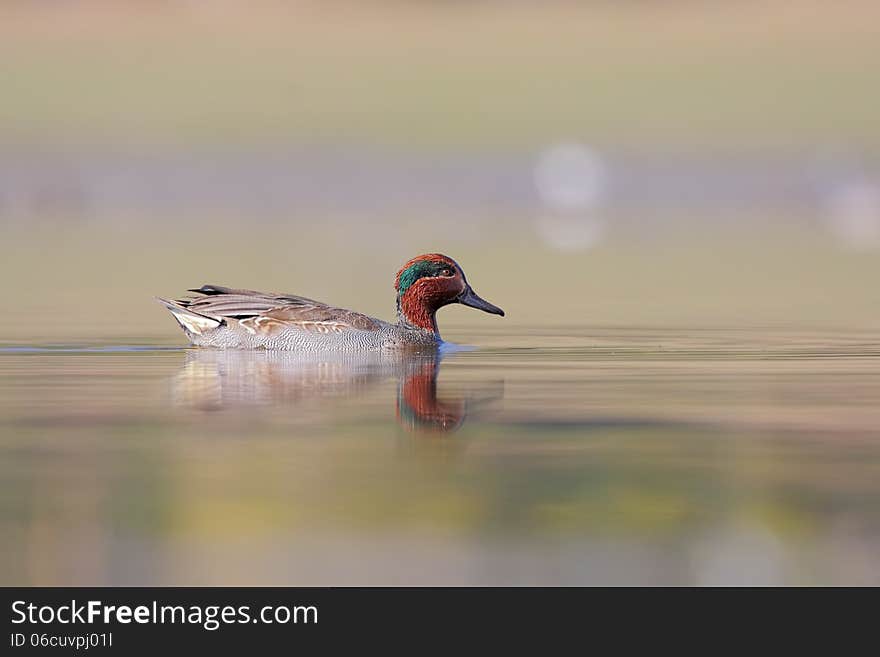 Green-winged Teal (Anas carolinensis) or (Anas crecca carolinensis) swimming in lake. Green-winged Teal (Anas carolinensis) or (Anas crecca carolinensis) swimming in lake.