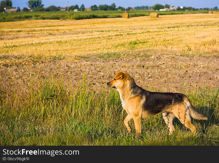 Brown Dog Running In Field Outdoor. Brown Dog Running In Field Outdoor