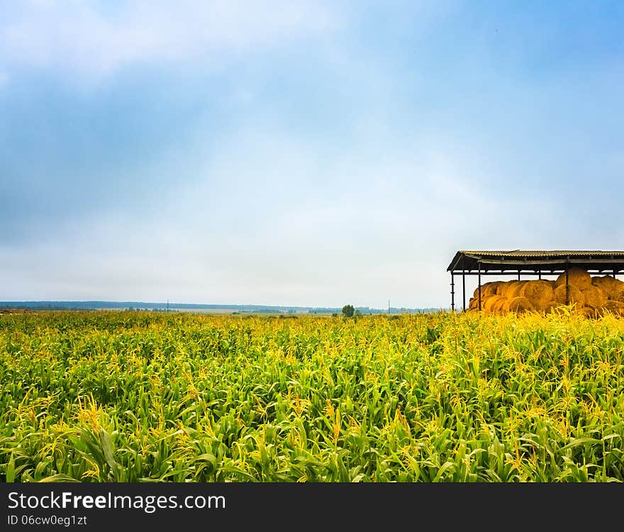 Colorful Corn Field In Summertime And Bales Of Hay