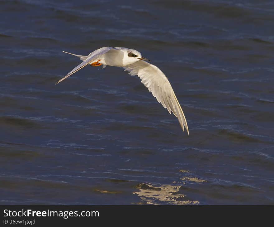 Forster s Tern