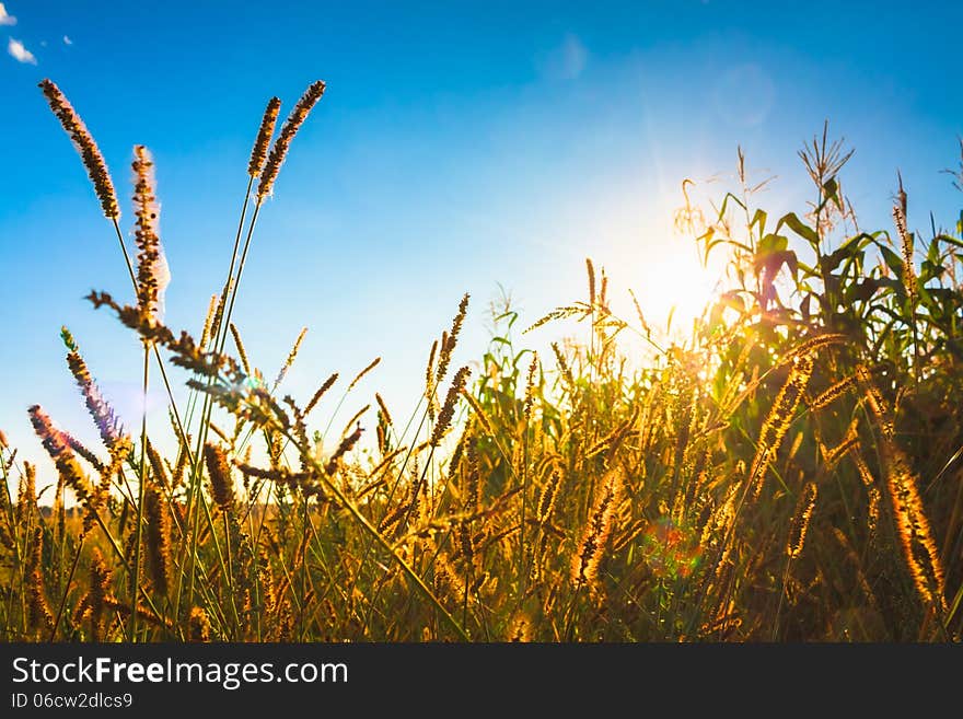 Dry grass field scene