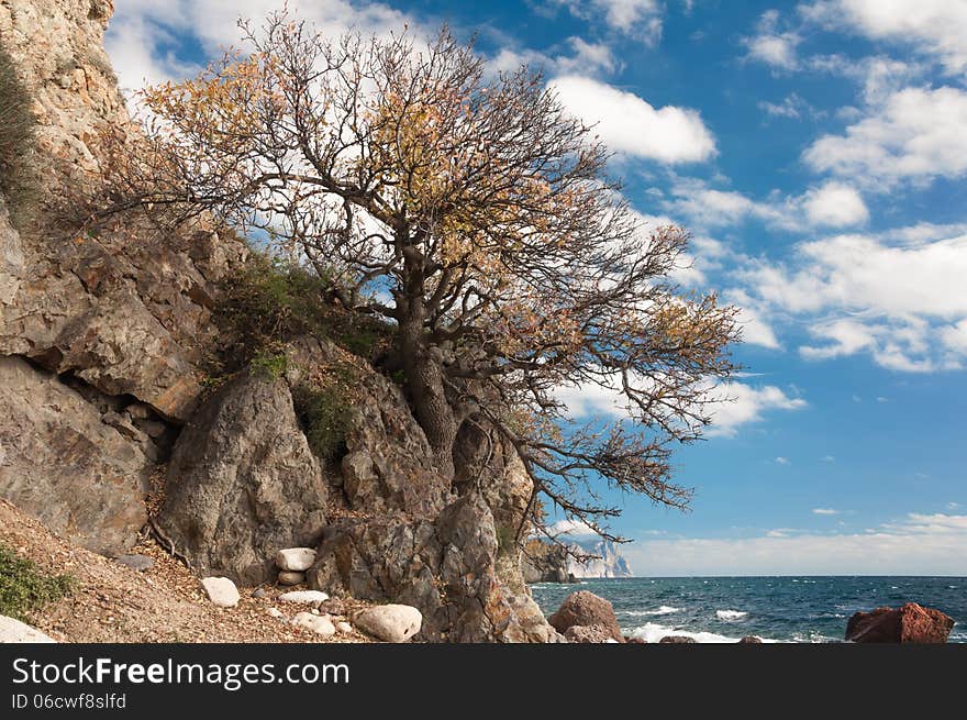 Crimean peninsula, Ukraine, Black Sea coast, on the shore from the rock tree grows on the sea background