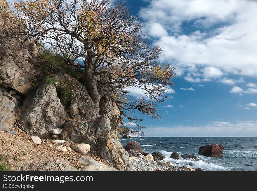 Crimean peninsula, Ukraine, Black Sea coast, on the shore from the rock tree grows on the sea background