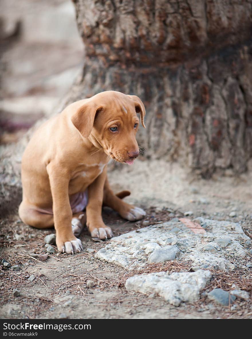 Sad, lonely puppy sitting in nature