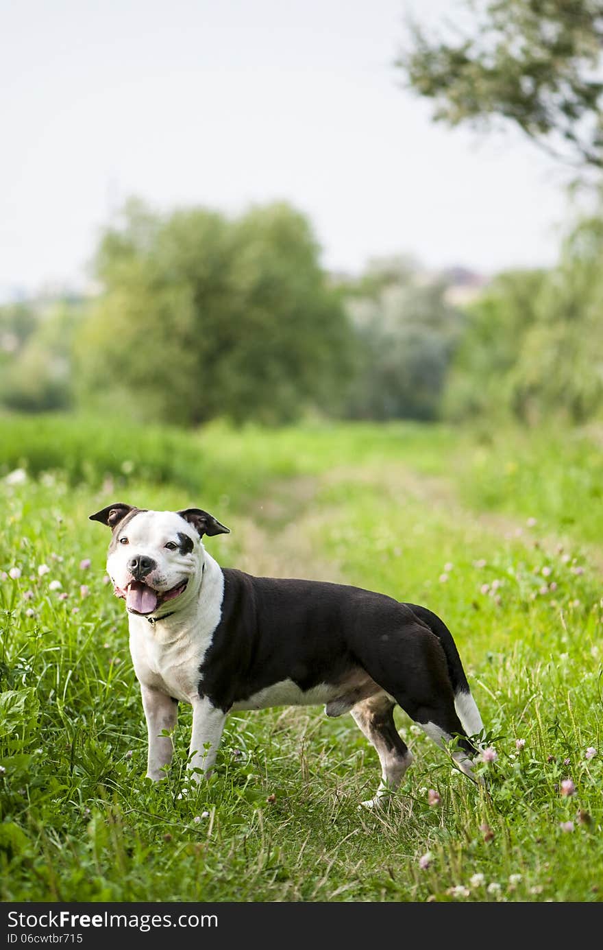 American Staffordshire Terrier