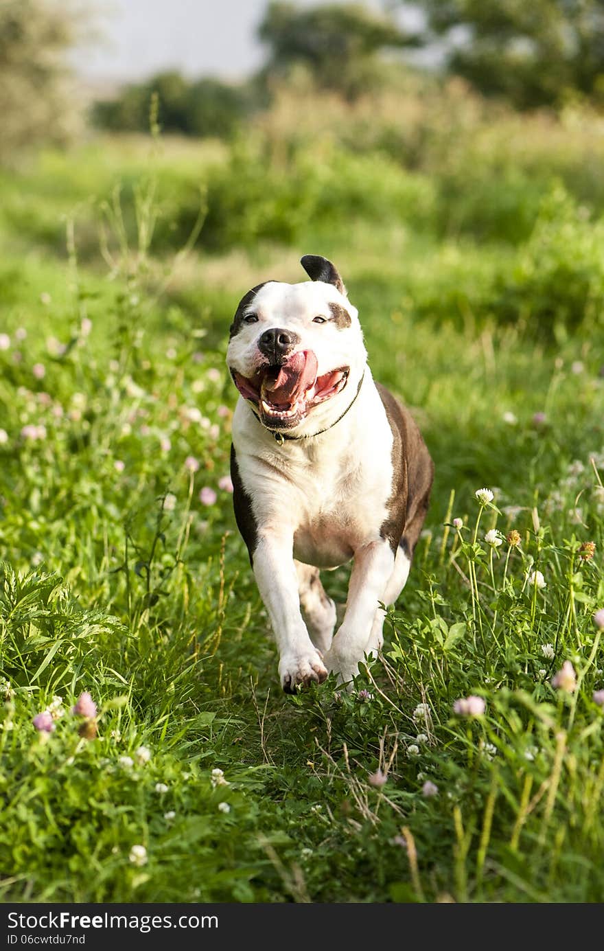 Running American Staffordshire Terrier