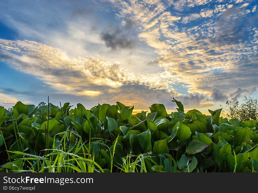 Sunrise on the field in Mekong delta of Vietnam