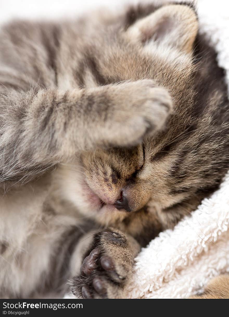 Three Week Sleeping Baby Kitten Portrait