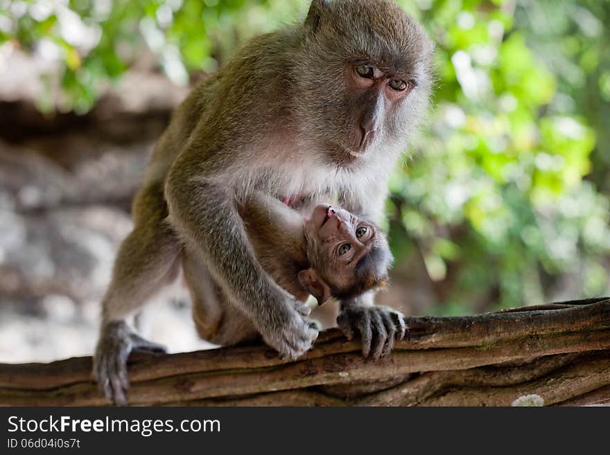 Adult macaque monkey holding a baby. Adult macaque monkey holding a baby