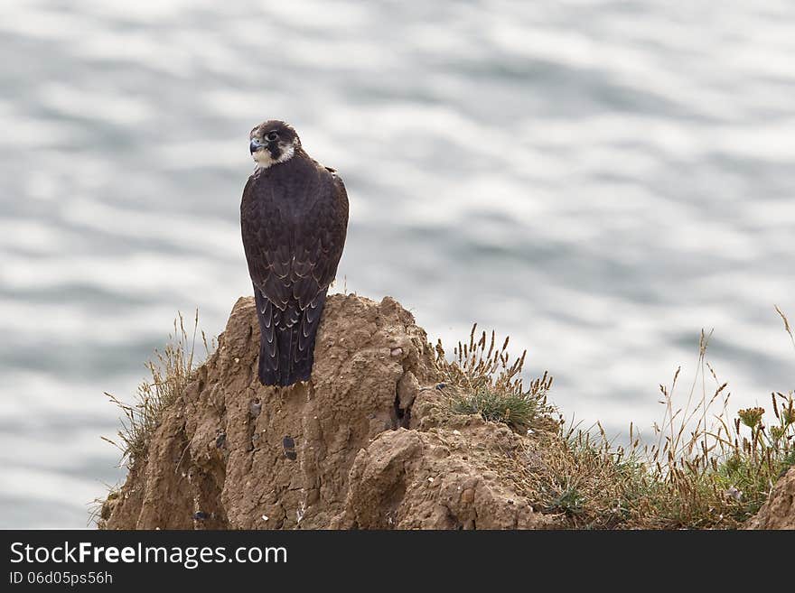 A juvenile Peregrine Falcon (Falco peregrinus) perched on a cliff overlooking the sea