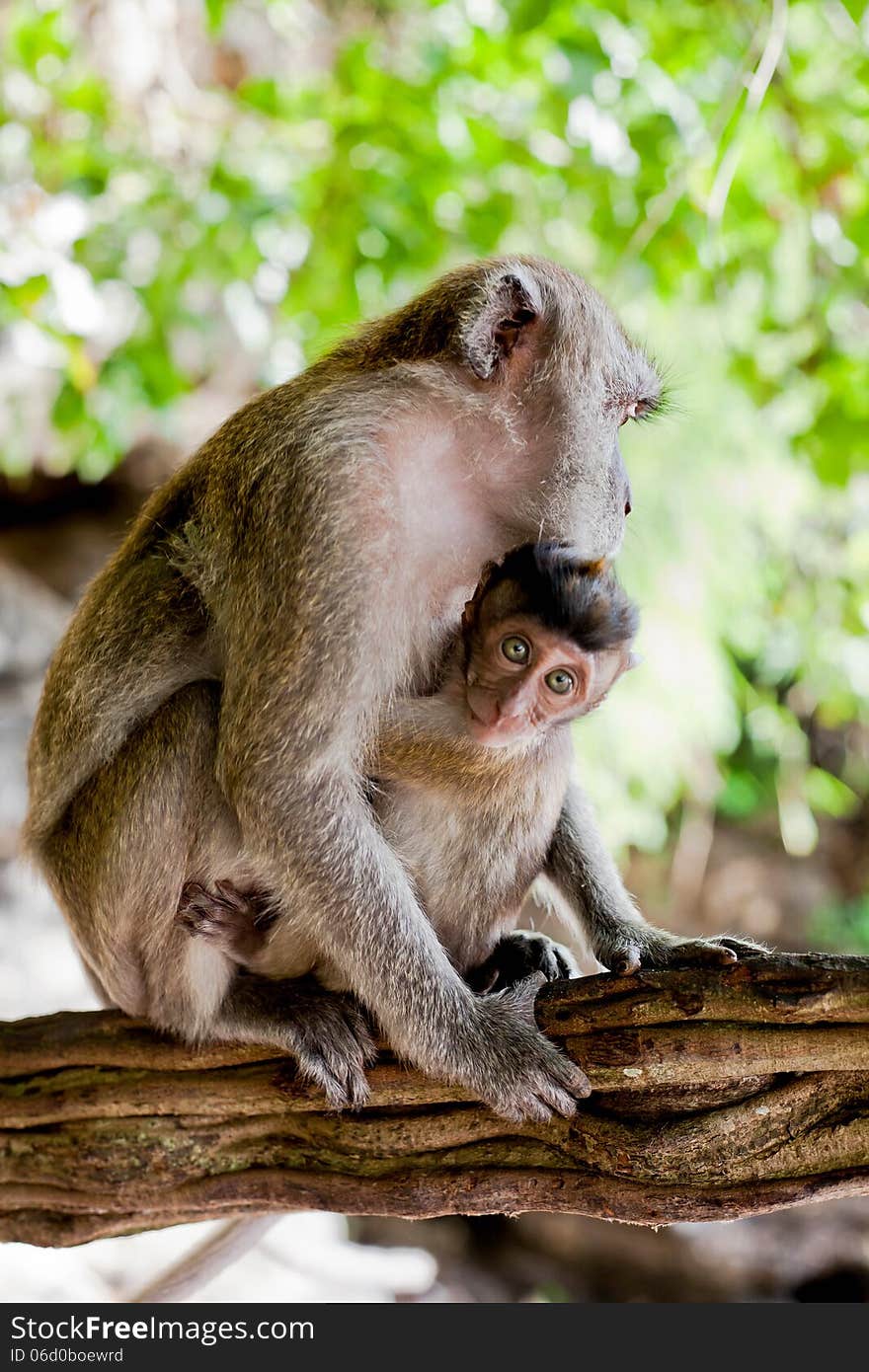 Adult macaque monkey holding a baby, vertical. Adult macaque monkey holding a baby, vertical