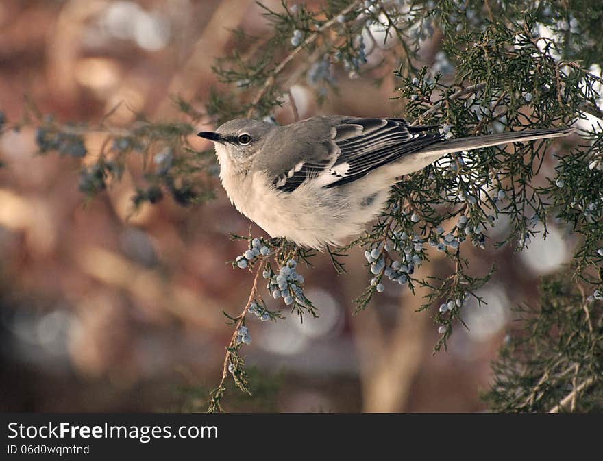 Bird on a cedar tree branch. Bird on a cedar tree branch